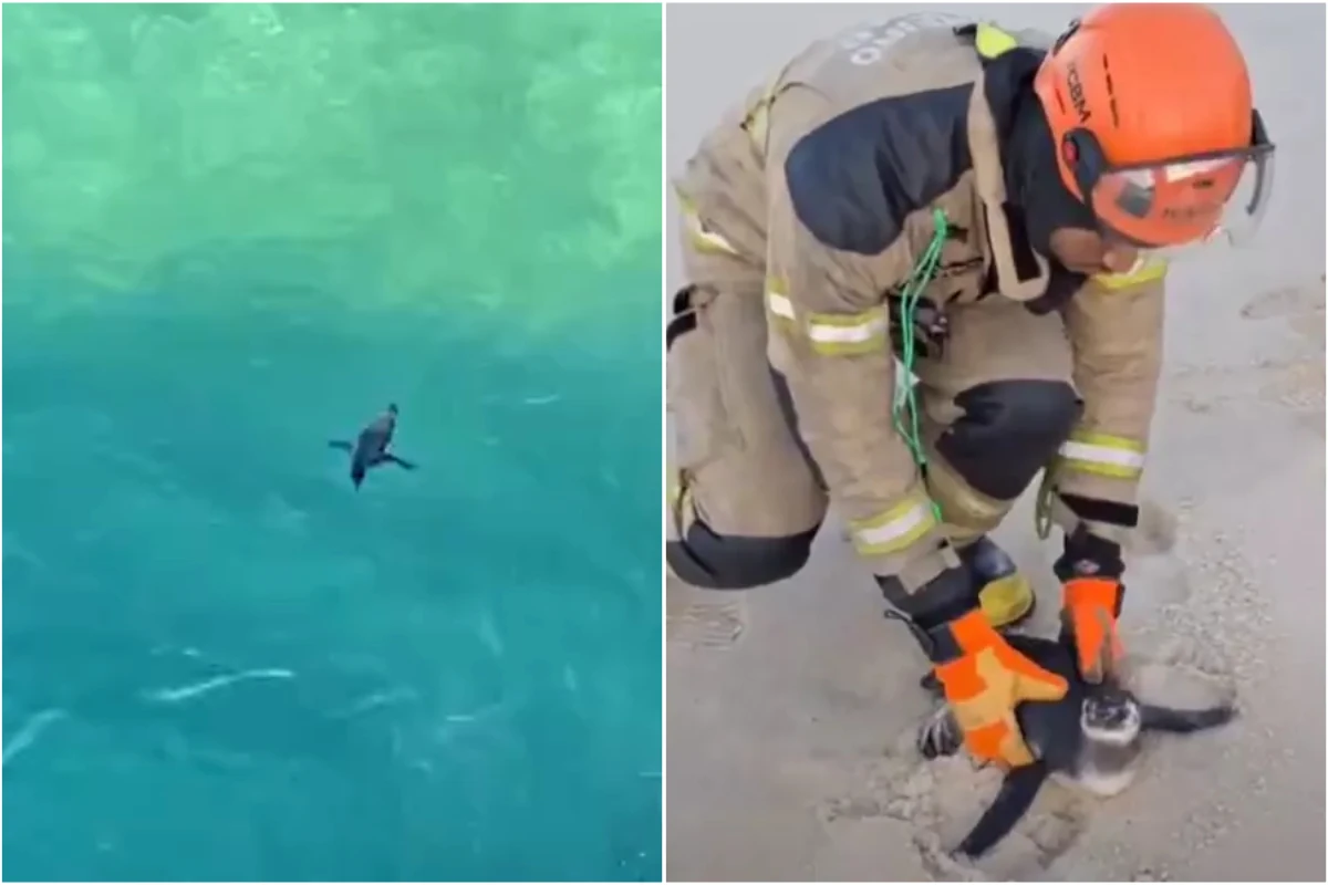Vídeo: pinguins são flagrados em praias do Rio. Um deles é resgatado