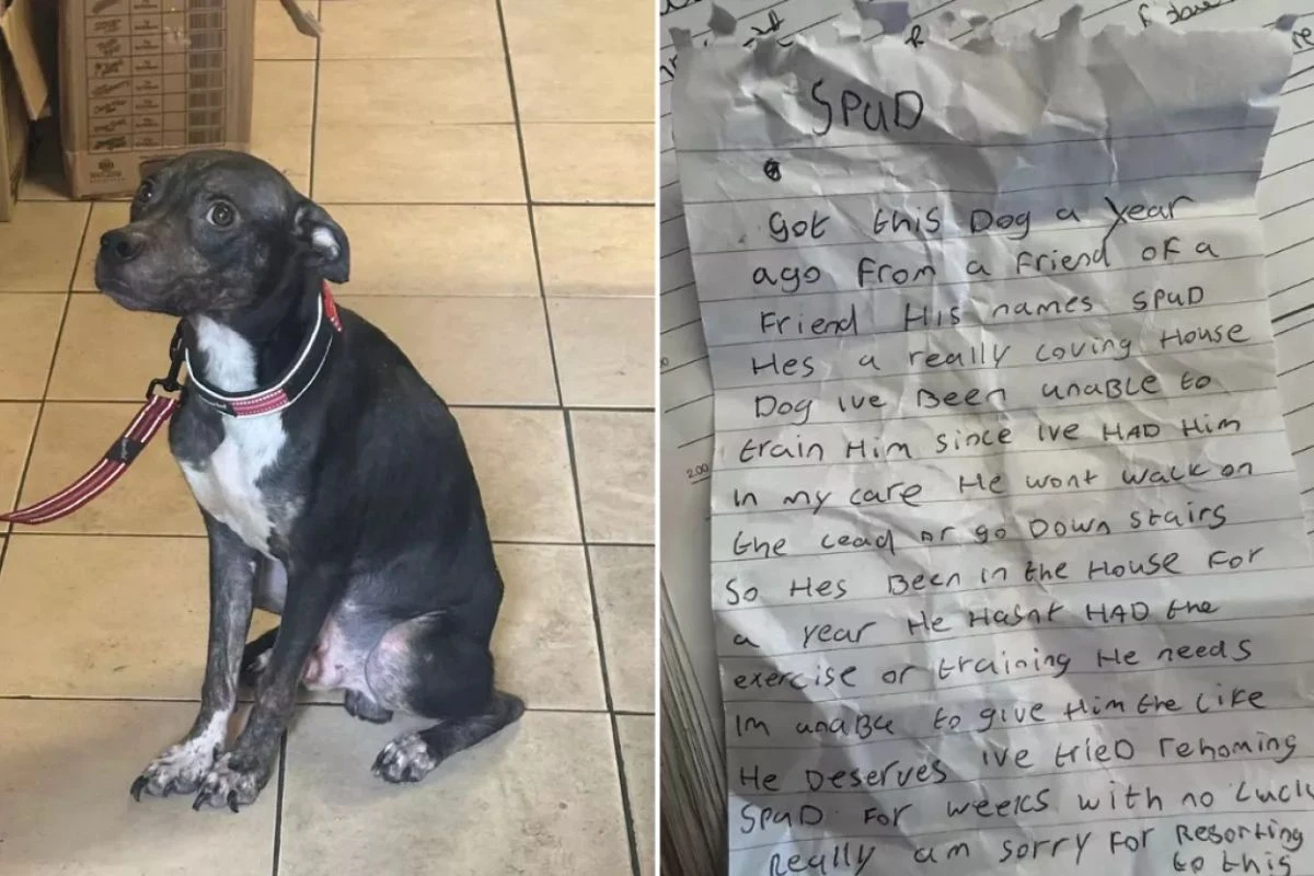 Cão é abandonado em caixa na rua com triste bilhete: “Sinto muito”