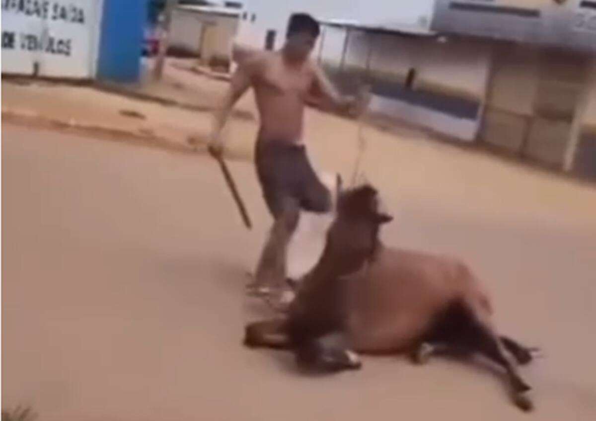 Vídeo: homem espanca cavalo com pedaço de madeira até jogá-lo ao chão