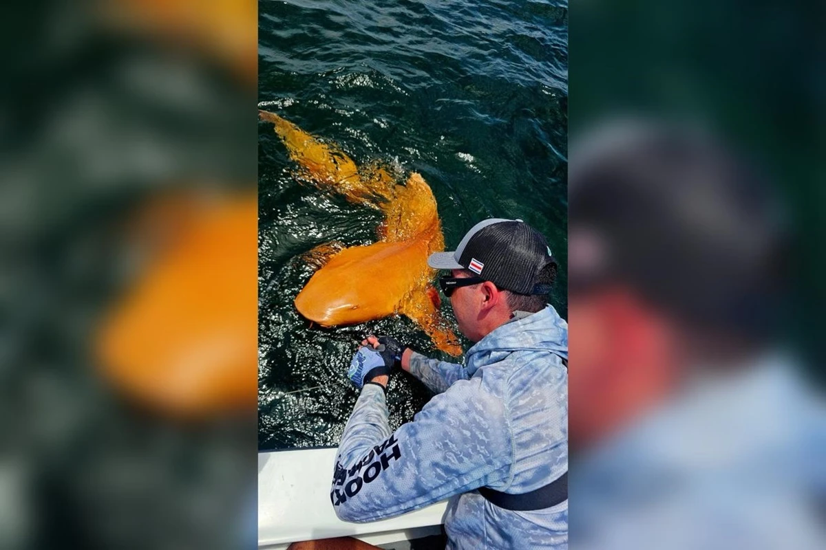 Pesquisadores acham tubarão laranja pela 1ª vez no Caribe. Veja fotos
