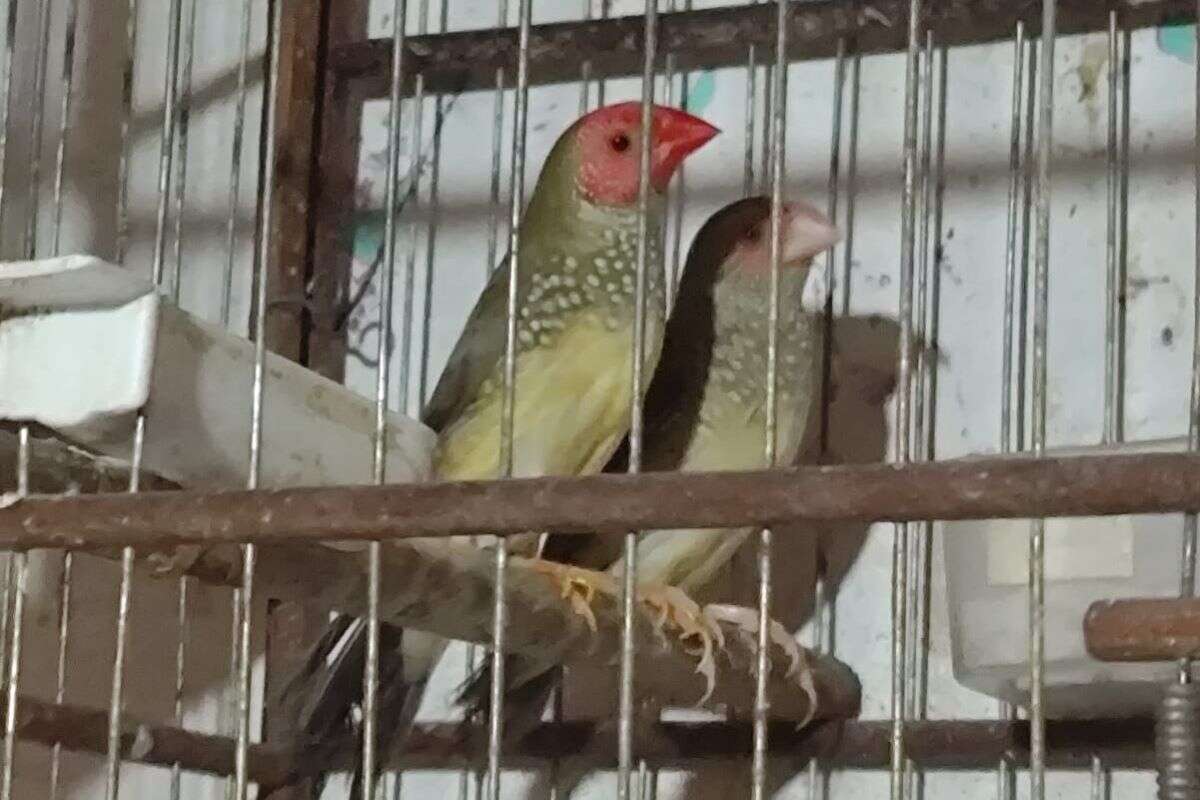 Diamante star finch: homem é multado por ter ave exótica em cativeiro