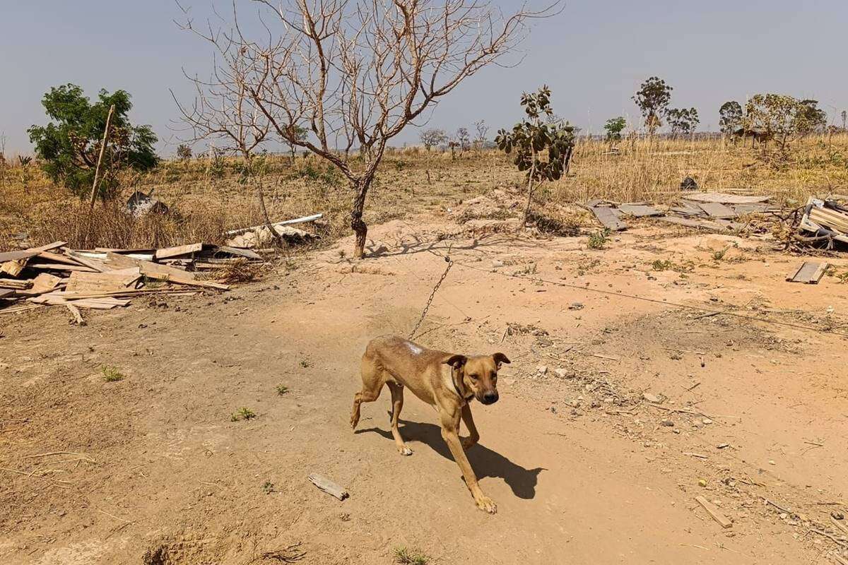 Cachorros são deixados acorrentados e sem água em área invadida no DF