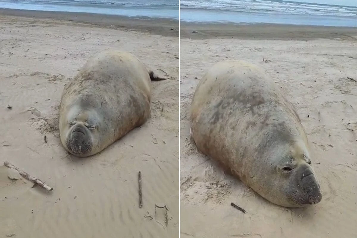 Homem é multado após importunar elefante-marinho em praia de SC