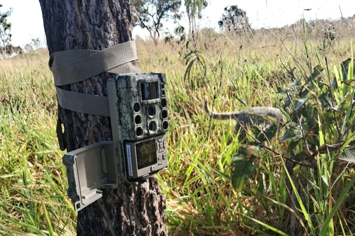 Onças vistas no DF: Brasília Ambiental dá dicas sobre o que fazer