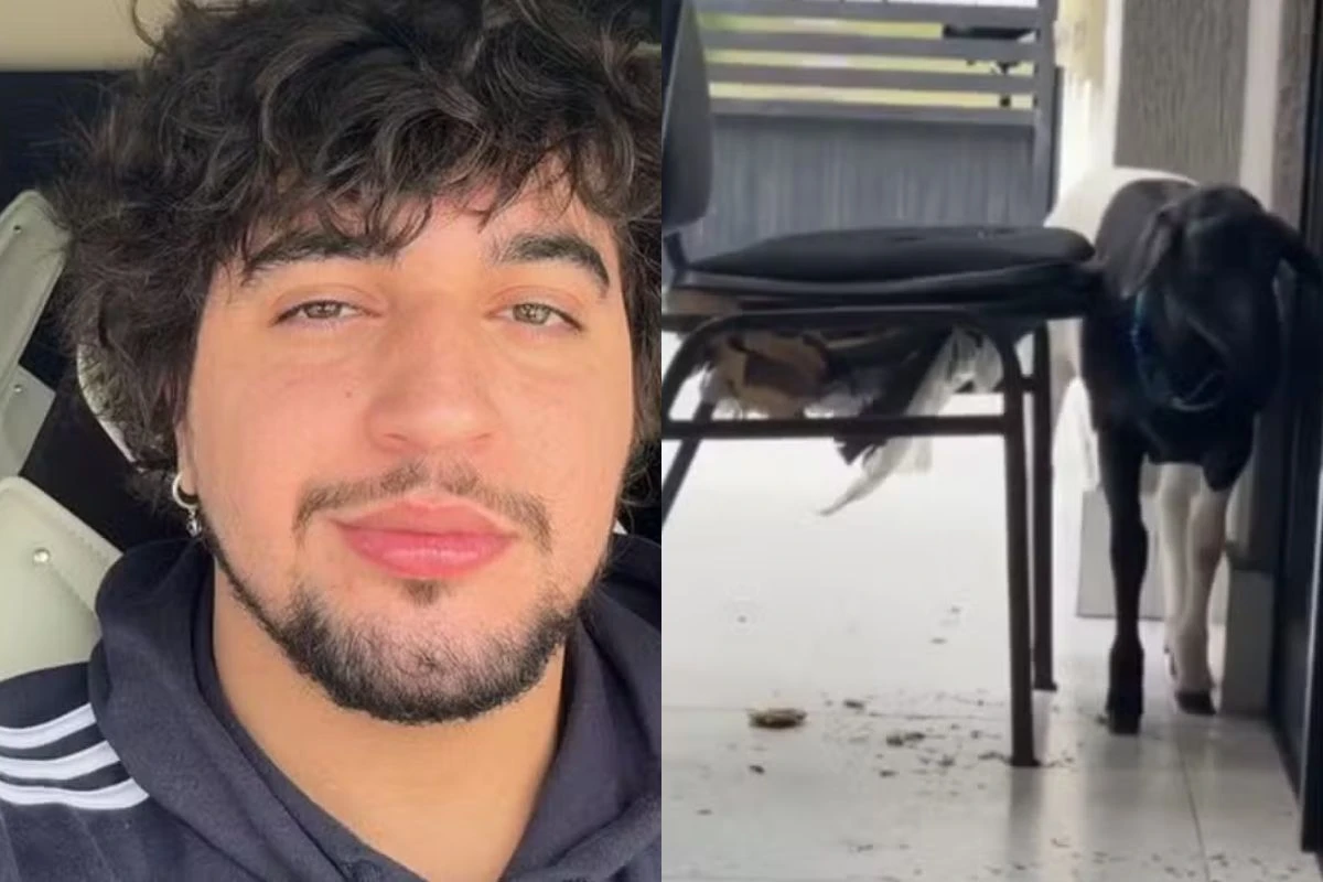 Nattan mostra estragos feitos por carneiro em casa: “Trabalho demais”