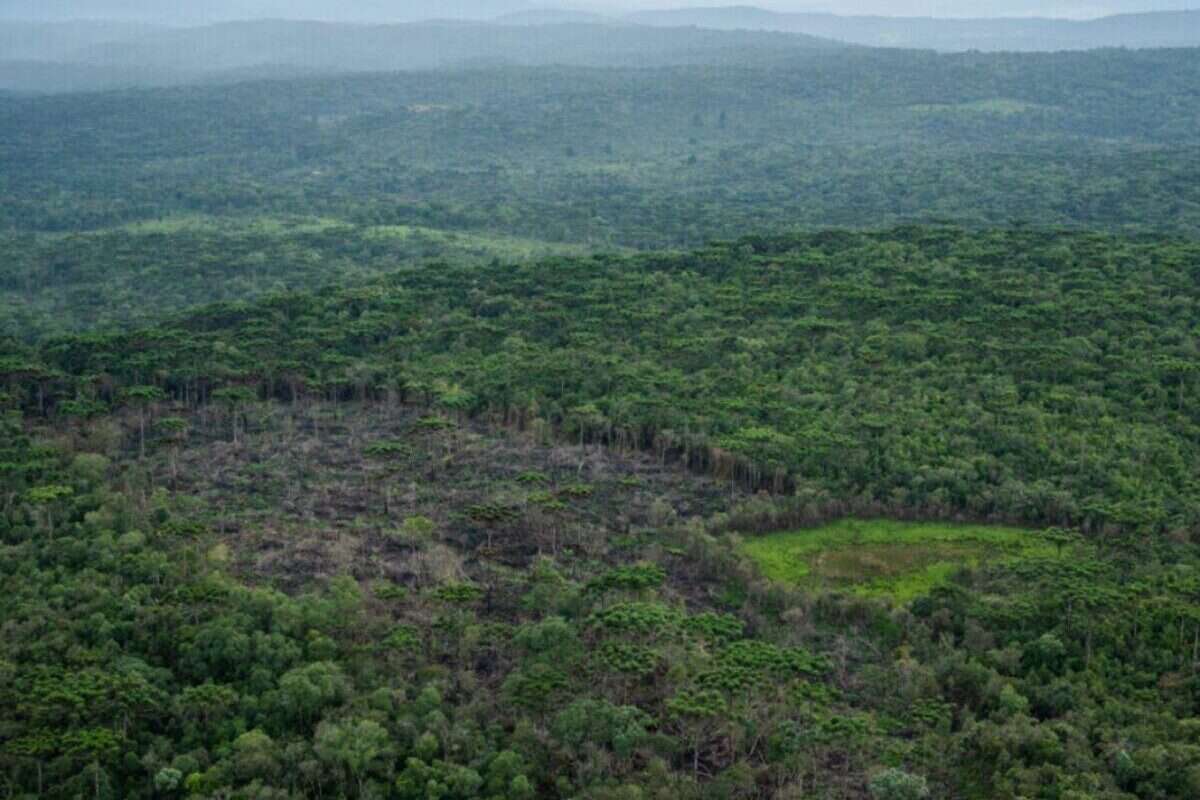 Justiça impede casal de retirar árvores da Mata Atlântica em São Paulo