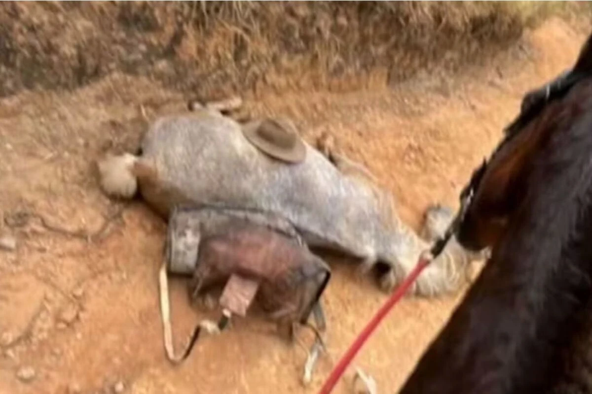 Cavalo mutilado: Justiça marca audiência de instrução de tutor acusado