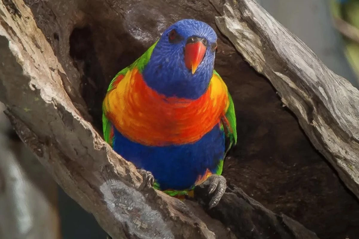 Aves australianas surpreendem cientistas ao apresentarem troca de sexo