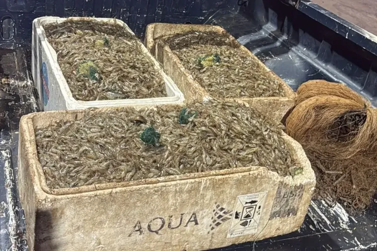 Pesca ilegal: homens são presos com 100 kg de camarão no Lago Paranoá