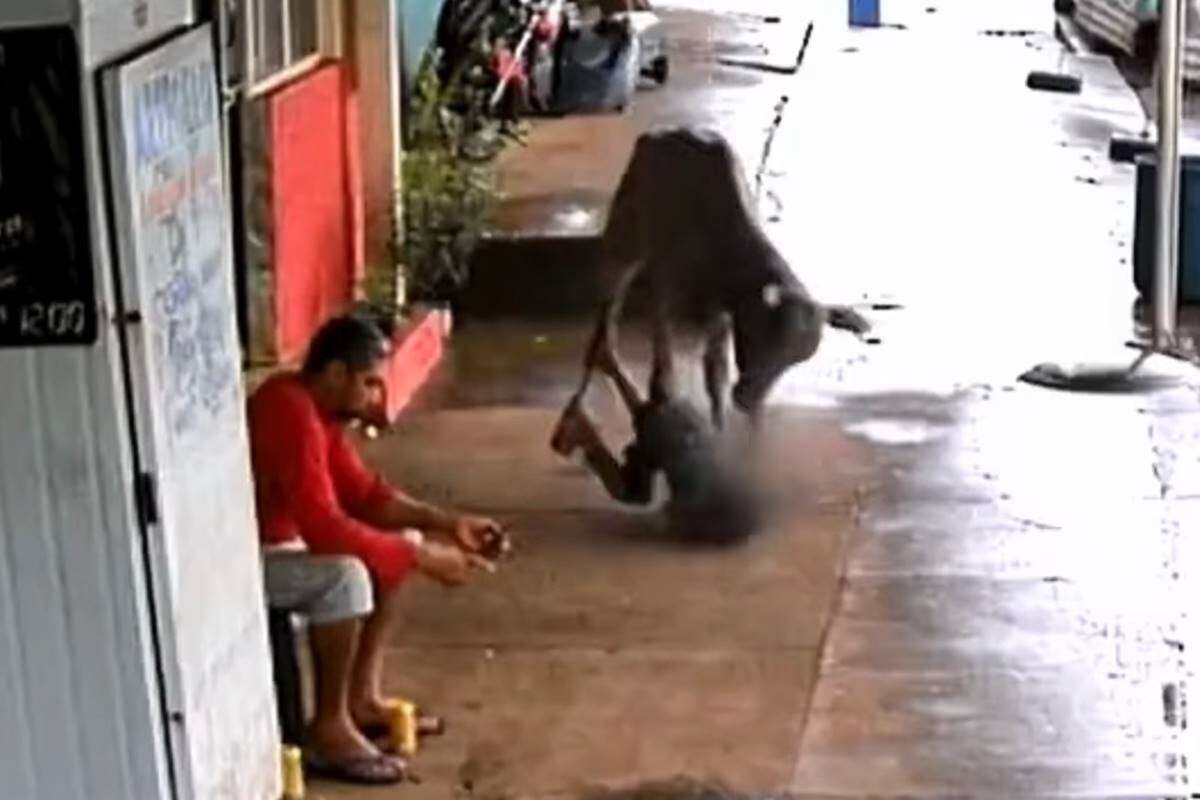 Criança na calçada leva cabeçada de bezerro que fugiu de leilão. Vídeo