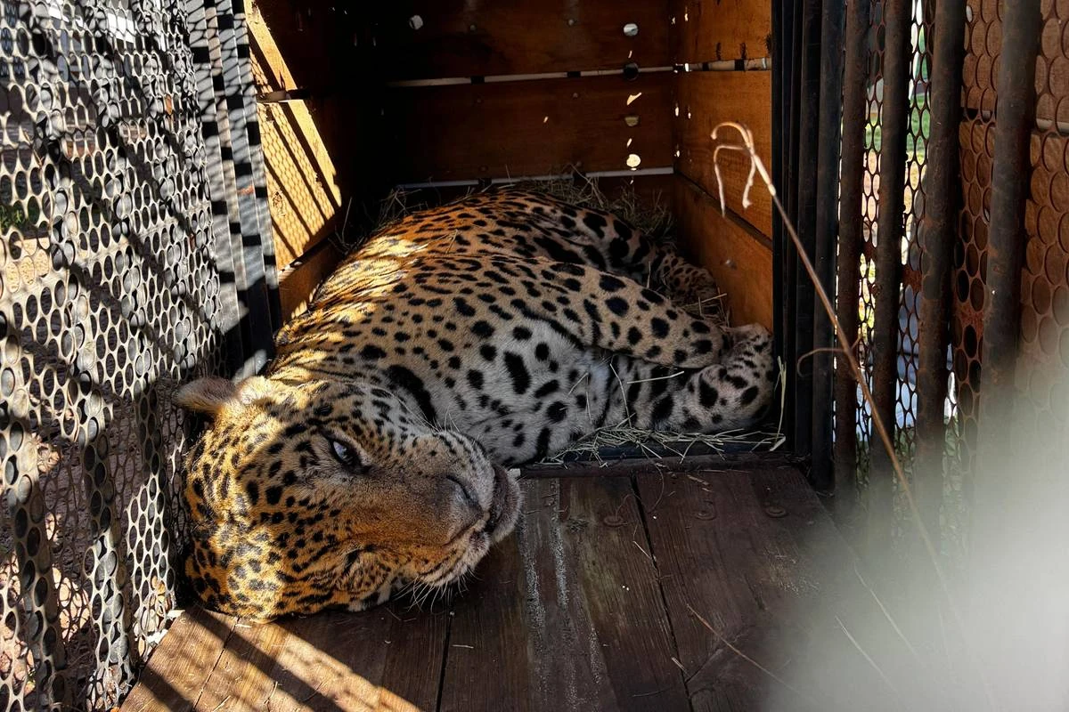 Onça que matou caseiro não poderá voltar à natureza e ficará em SP