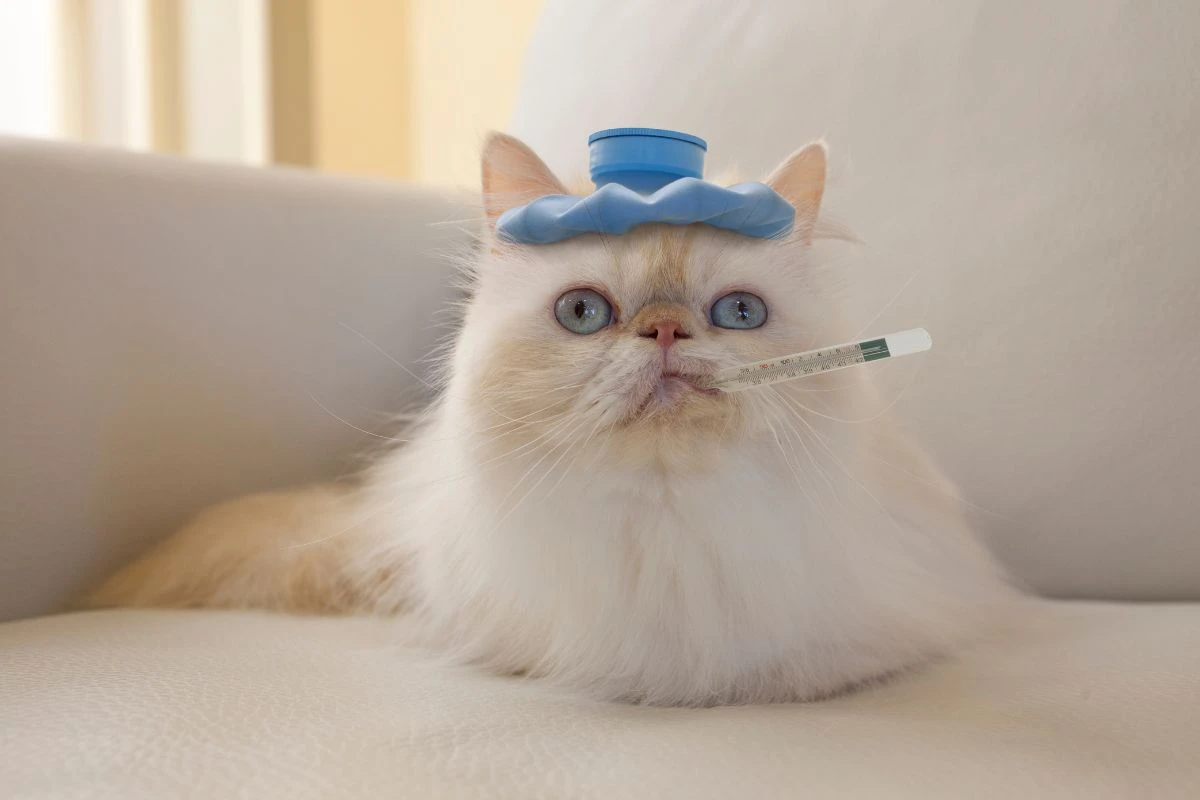 Gripe dos gatos: veja sintomas, como prevenir e quando procurar ajuda