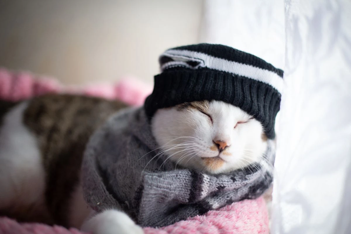 Frio oferece riscos à saúde do gato; saiba como proteger seu pet