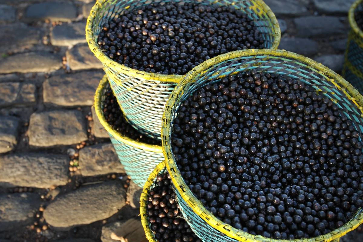 Superalimento: fruta brasileira ajuda a melhorar a saúde do coração