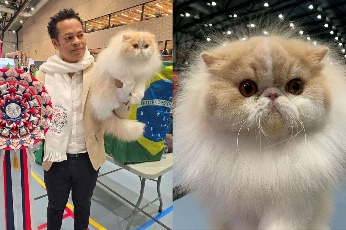 Gato persa brasileiro ganha concurso mundial de felinos na Noruega