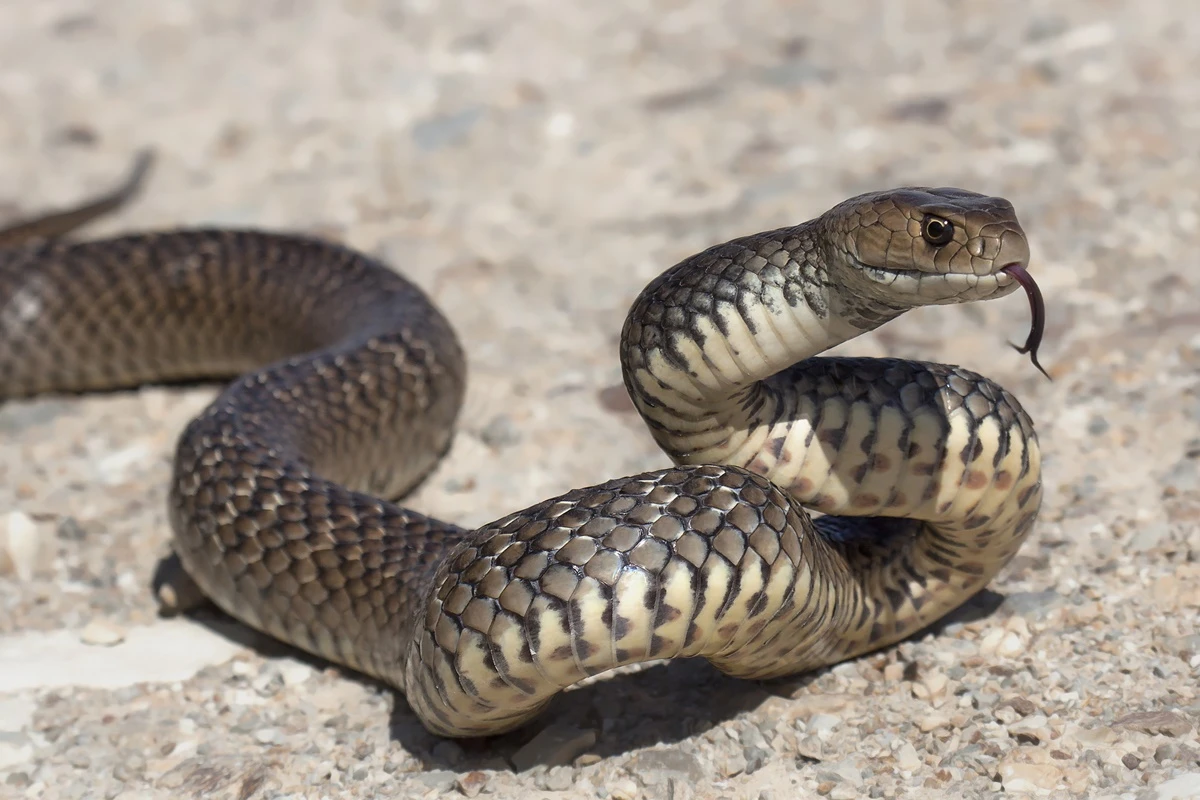 Ação do veneno de cobra mortal intriga cientistas e dificulta antídoto