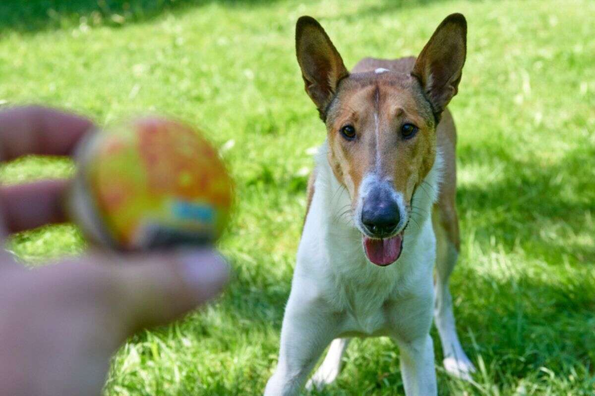 Entenda por que seu pet gosta de “perseguir” os brinquedos em casa