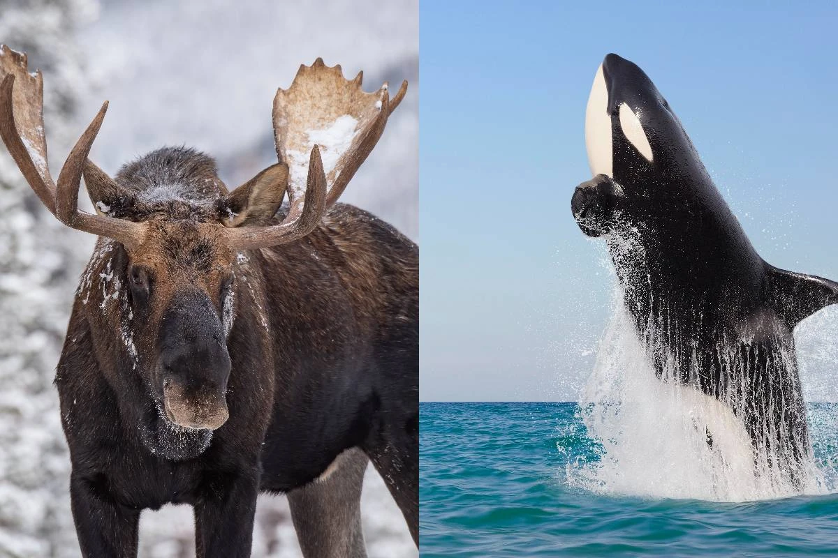 Orcas surpreendem ao caçar alces durante travessias aquáticas