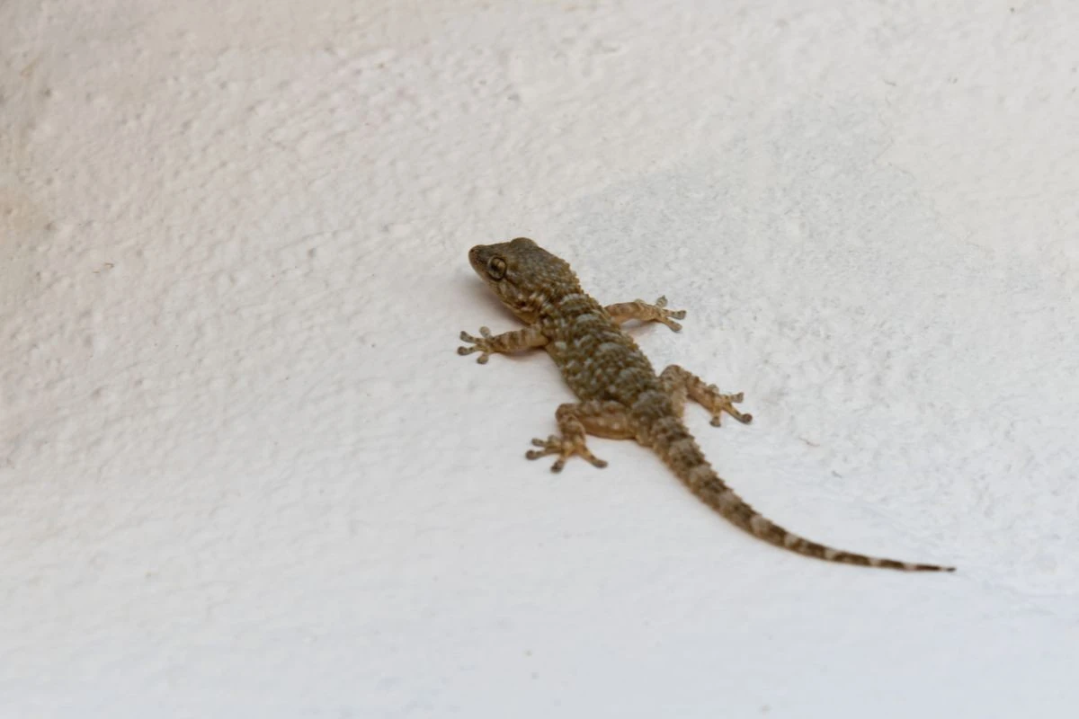 Biólogo revela o que significa quando lagartixas aparecem em casa