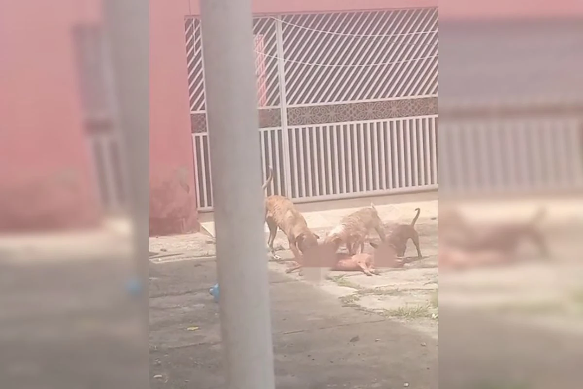Pasta que recusou receber cães resgatados diz que prestará assistência