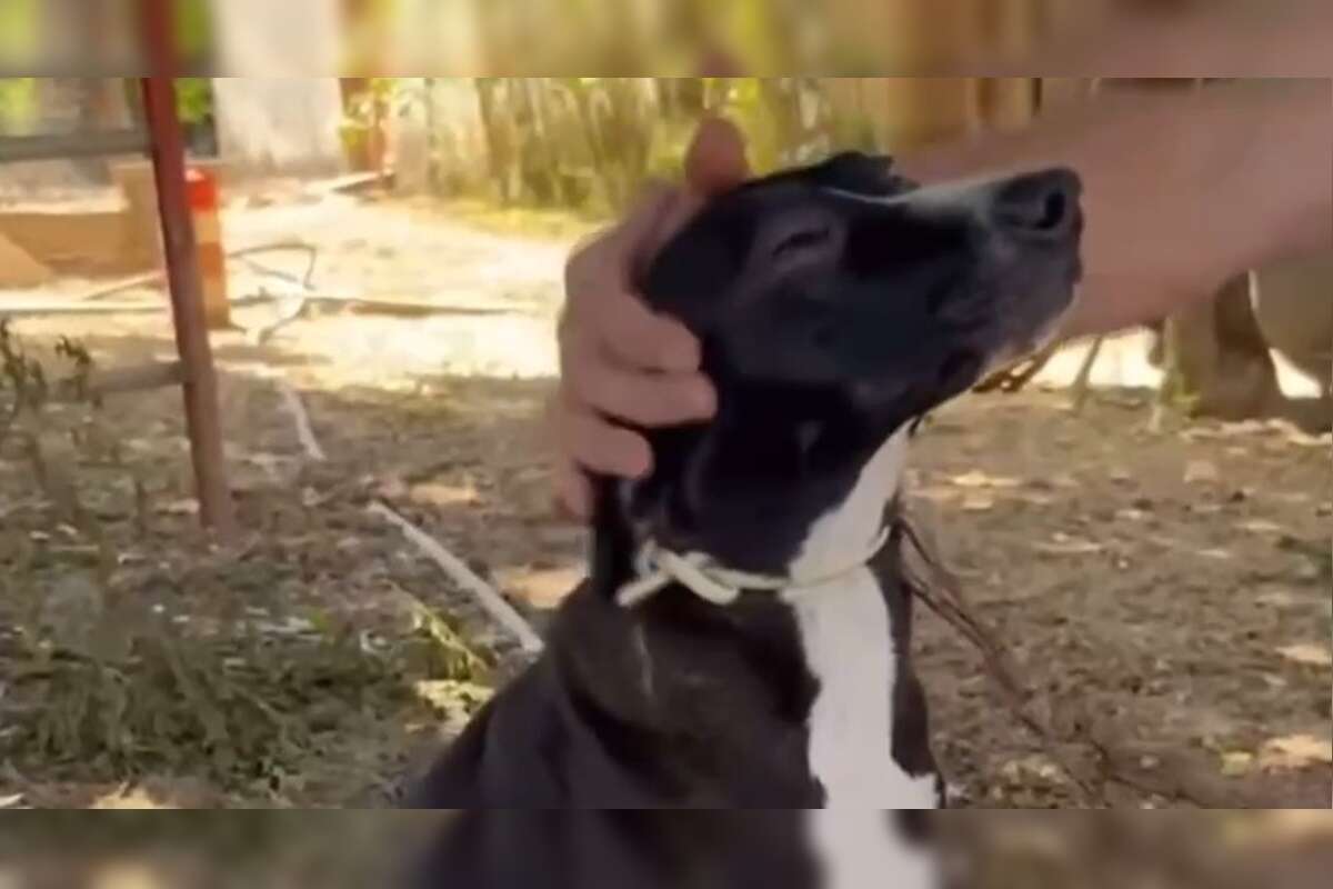 Cadela que foi abandonada por tutor na rua está para adoção; confira