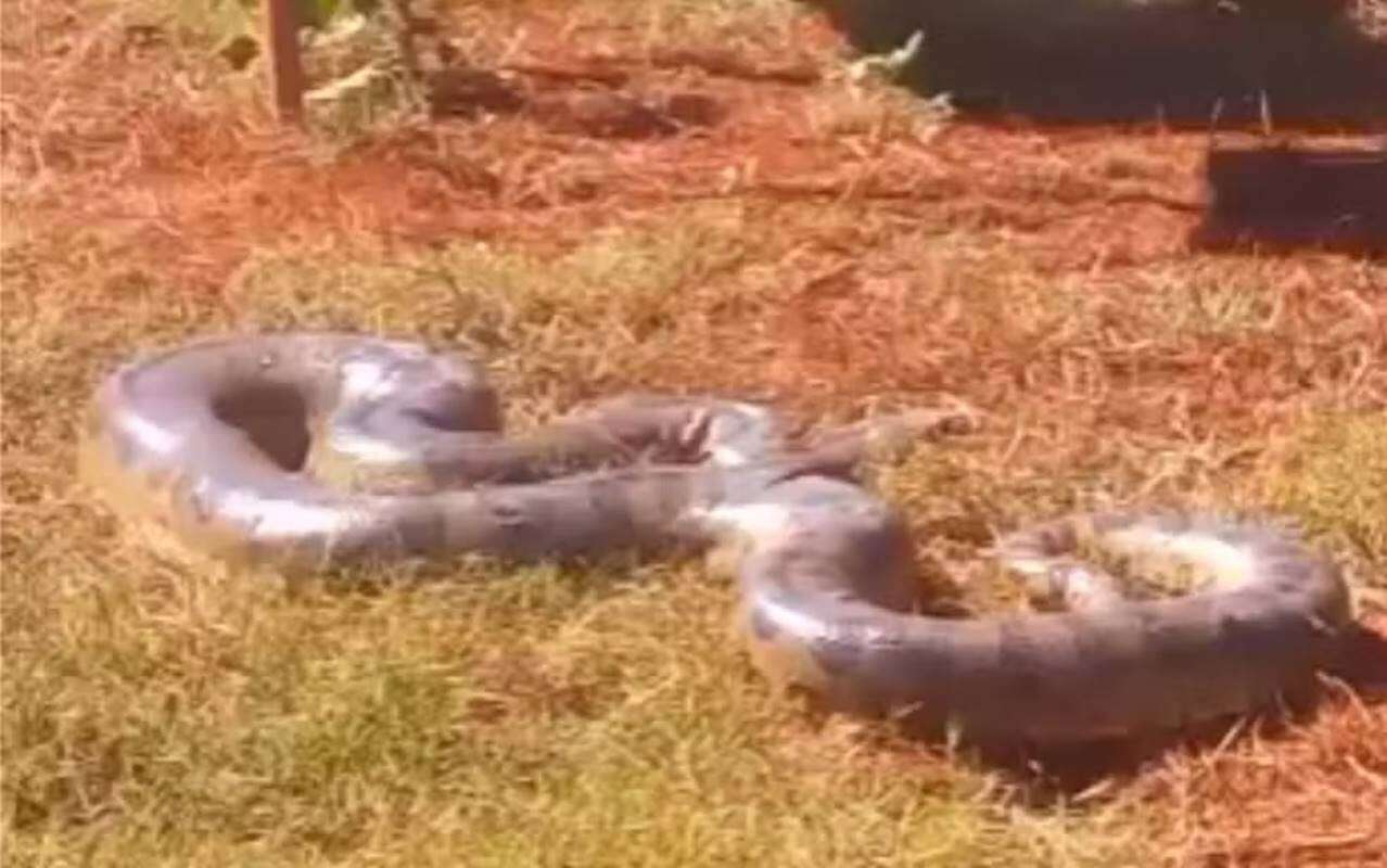 Vídeo: sucuri é flagrada durante banho de sol por trabalhadores em GO