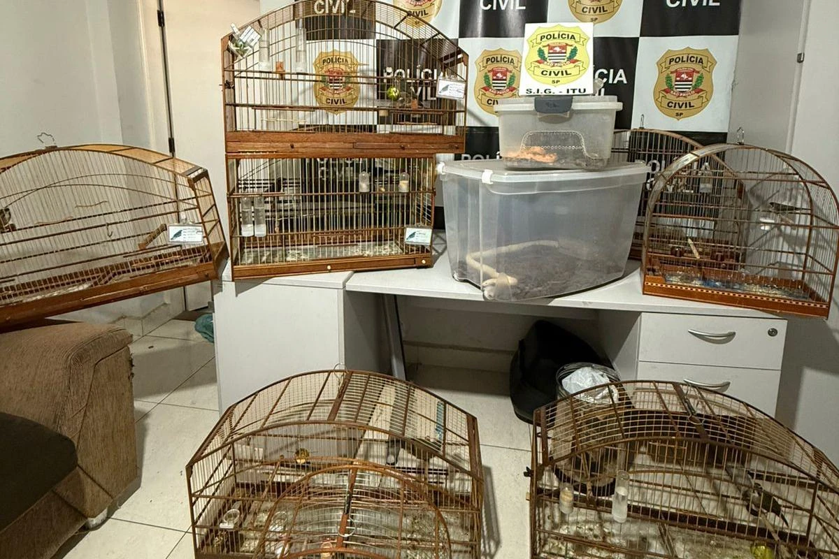 De cobra Corn Snake a aves trinca-ferro: ação resgata animais exóticos