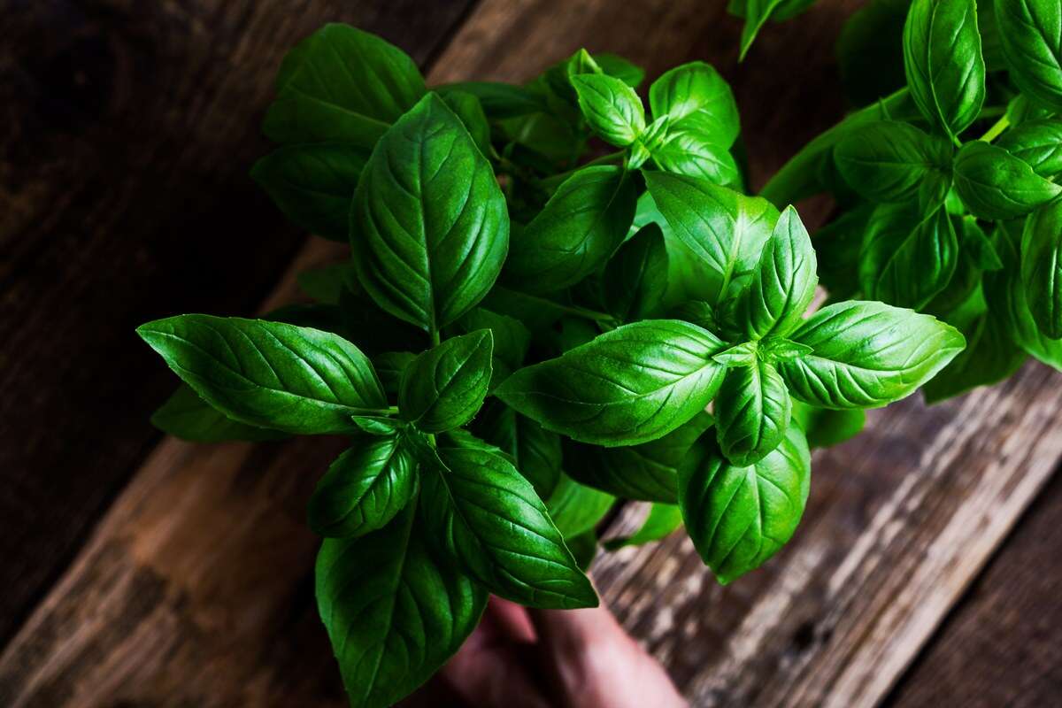 Manjericão e orégano ajudam a evitar danos às artérias, indica estudo