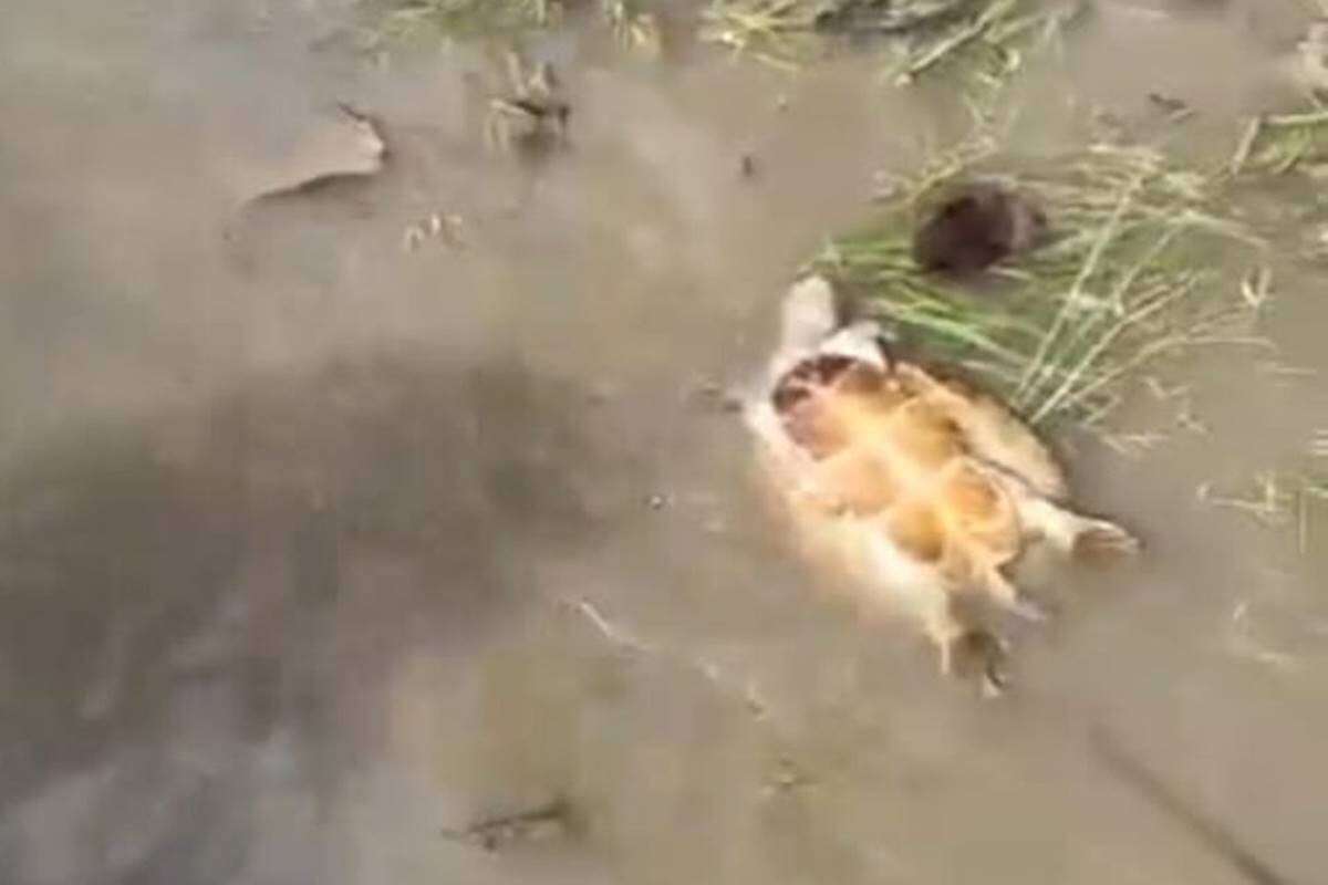 Ibama investiga mortes de tartarugas no Rio Araguaia, em Goiás. Vídeo