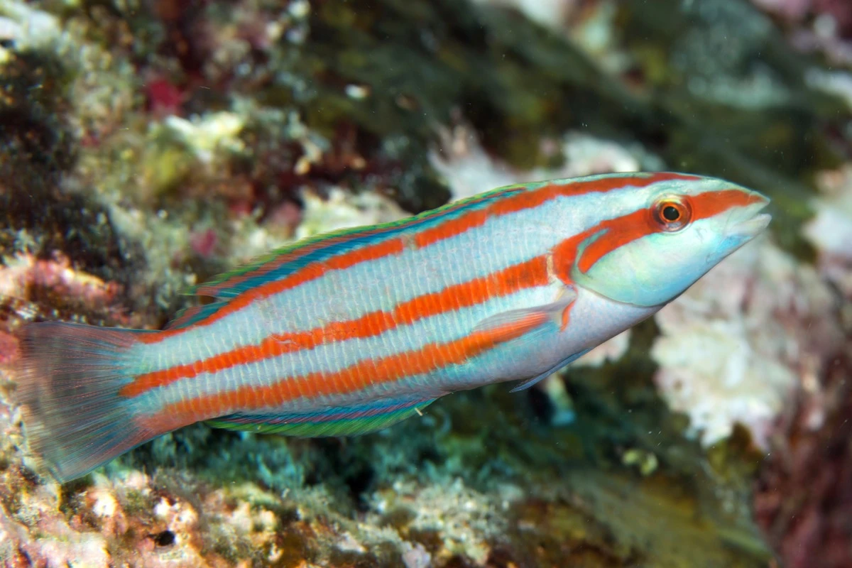 Ilhas remotas brasileiras e britânicas têm 44 espécies de peixes raros