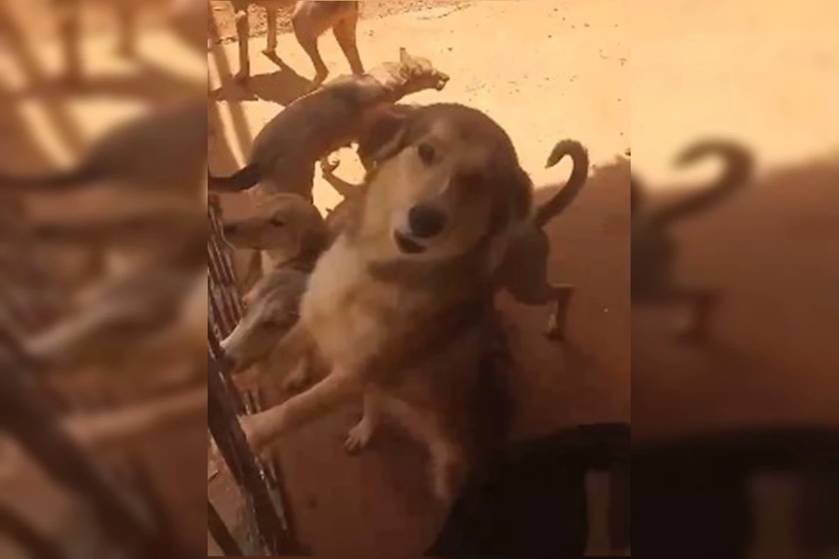 Após morte de tutora, cães precisam de novos lares. Saiba como ajudar