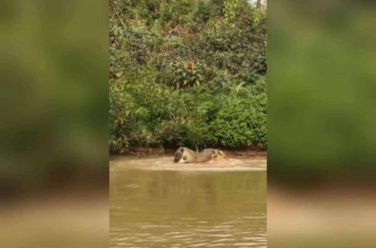 Jacaré é atacado por onça enquanto se alimentava no Pantanal. Vídeo