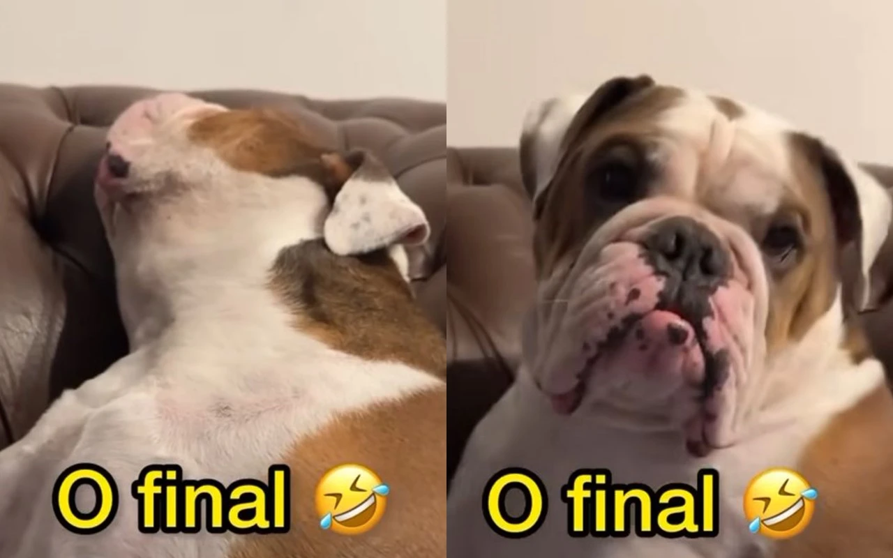 Cachorro finge estar dormindo e reação ao “acordar” viraliza. Veja