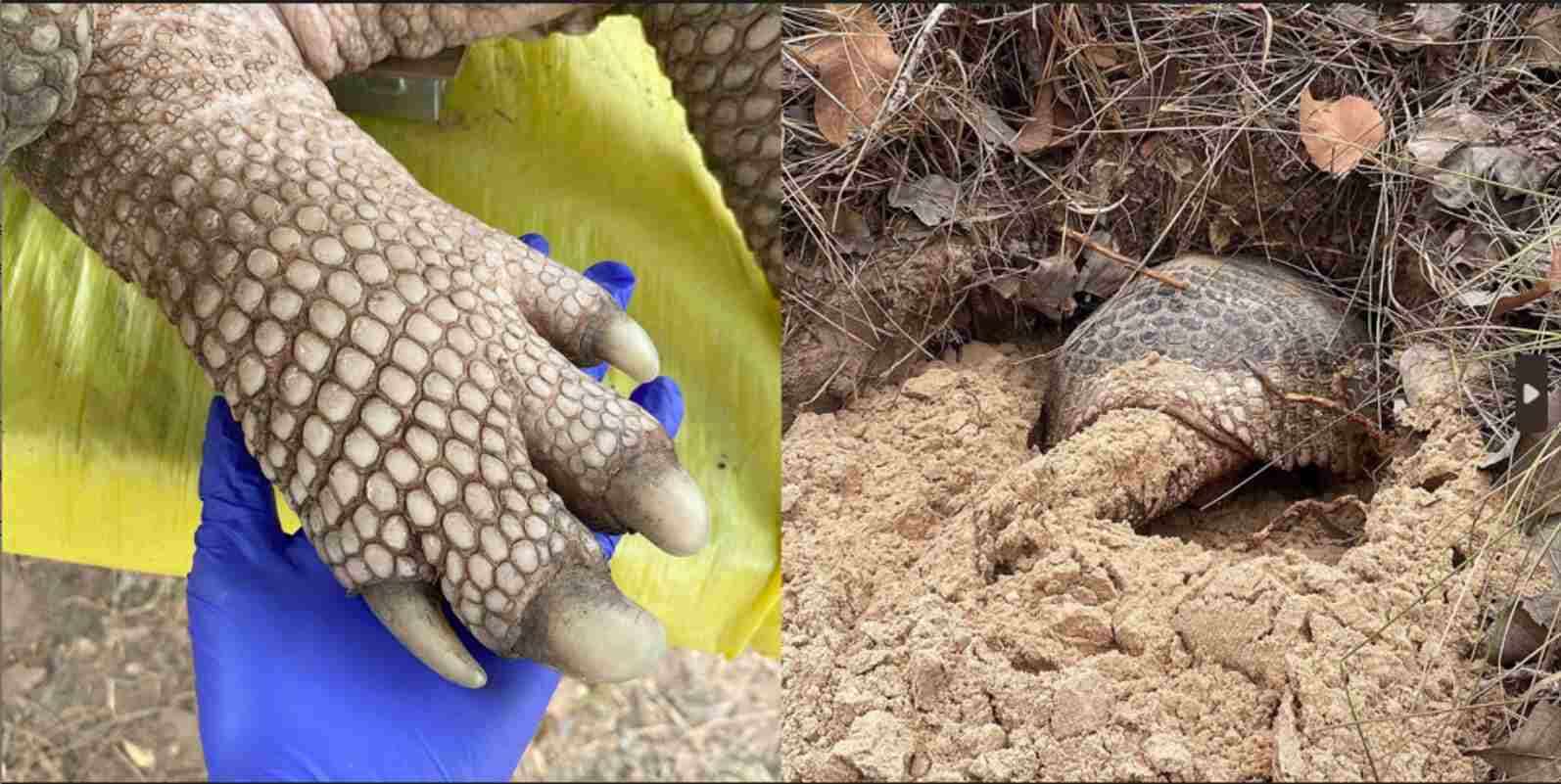 Tatu-canastra com pênis de 33 centímetros é encontrado no Pantanal