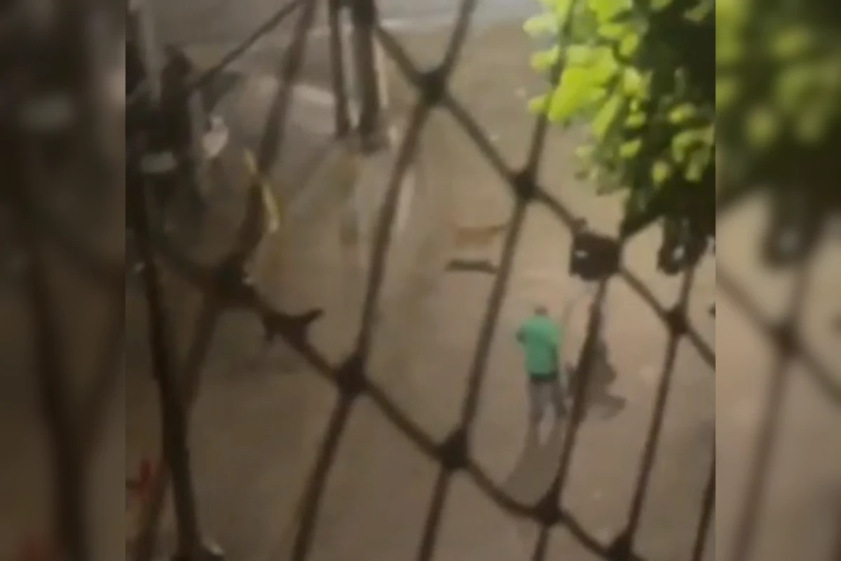 Frentista leva correntadas após defender cachorros de rua em SP. Veja