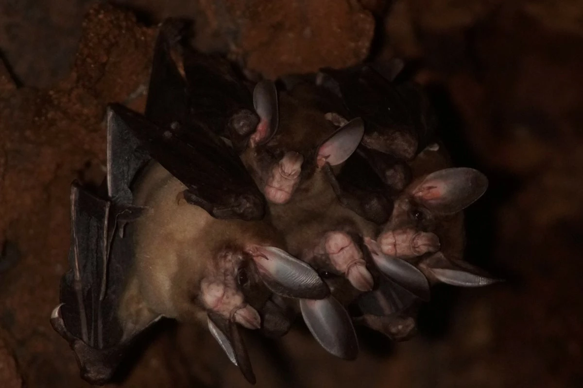 Maior morcego vampiro do mundo gosta de abraçar e dividir comida