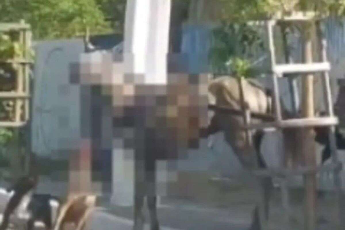 Vídeo: dois cavalos são atacados por pitbulls em Macéio (AL)