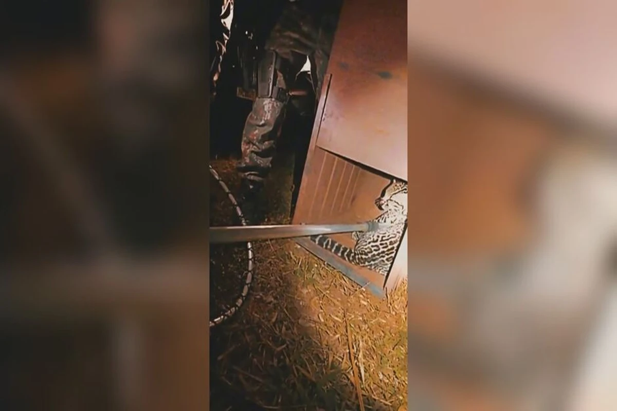 Vídeo: jaguatirica é resgatada após ser atropelada em Campo Grande