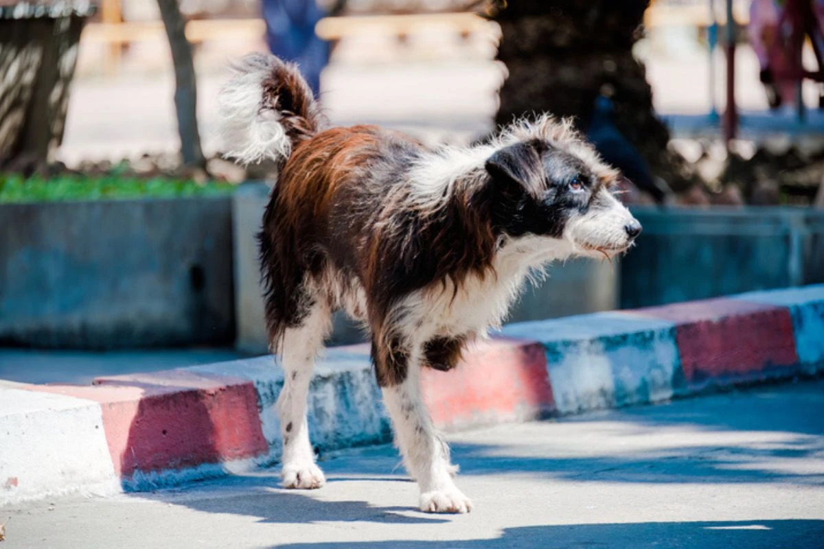 Veterinário responde se os cães podem fingir que estão doentes