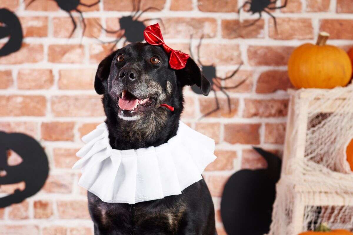 Seis dicas para aproveitar o Halloween com os pets de forma segura