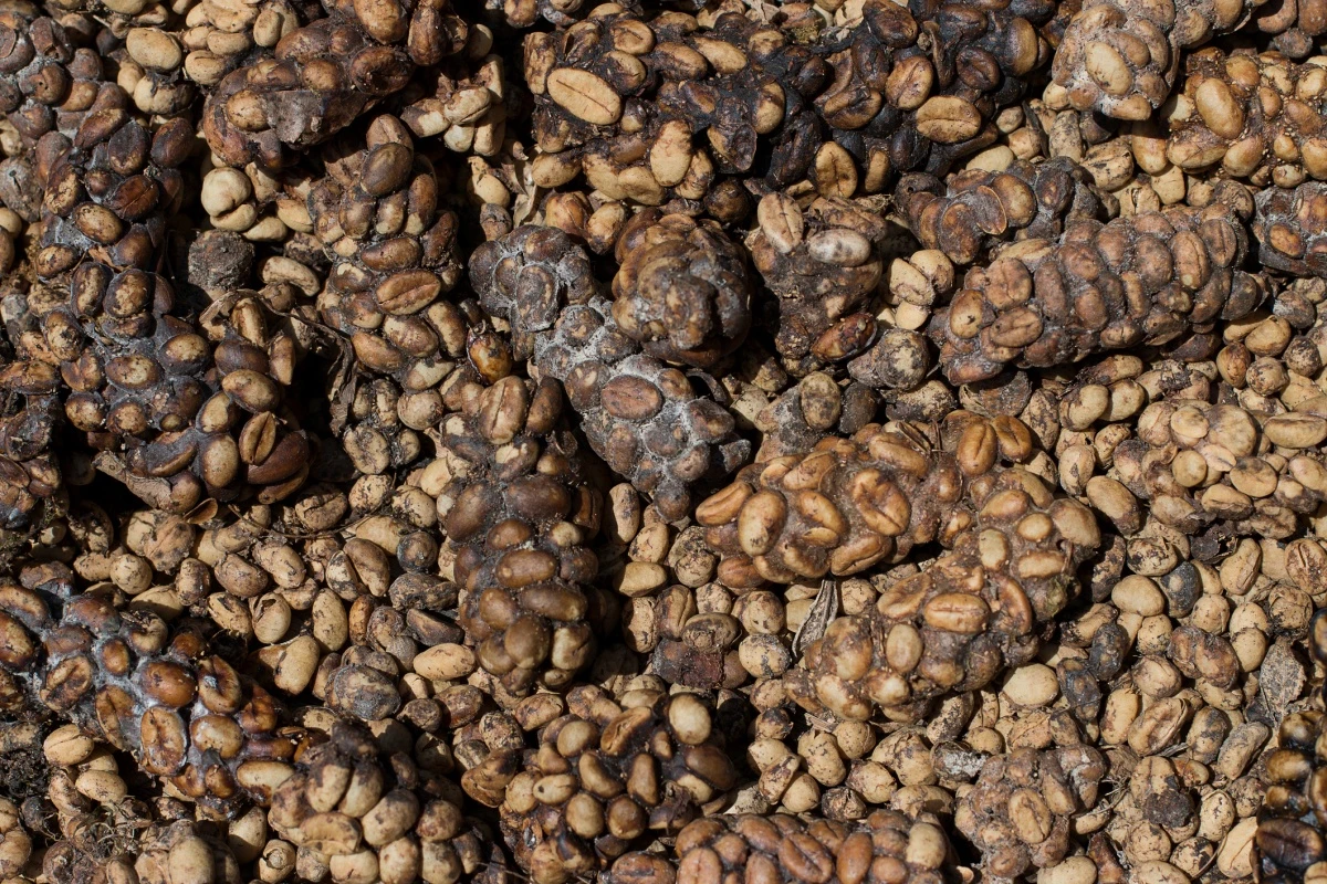 Mais caro do mundo: café colhido de cocô tem compostos químicos únicos