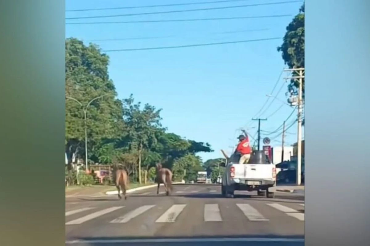 Vídeo. Em caminhonete, homem tenta laçar cavalo em rua de Campo Grande