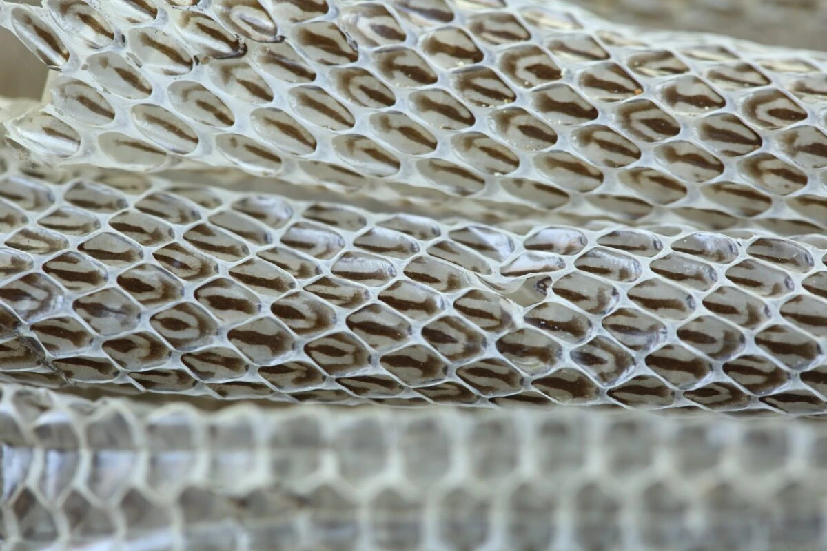 Conheça os materiais que exploram a fronteira entre vivo e não vivo