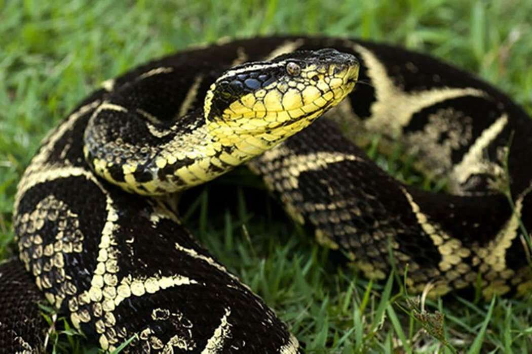 Criança é picada por maior serpente venenosa do sul do Brasil