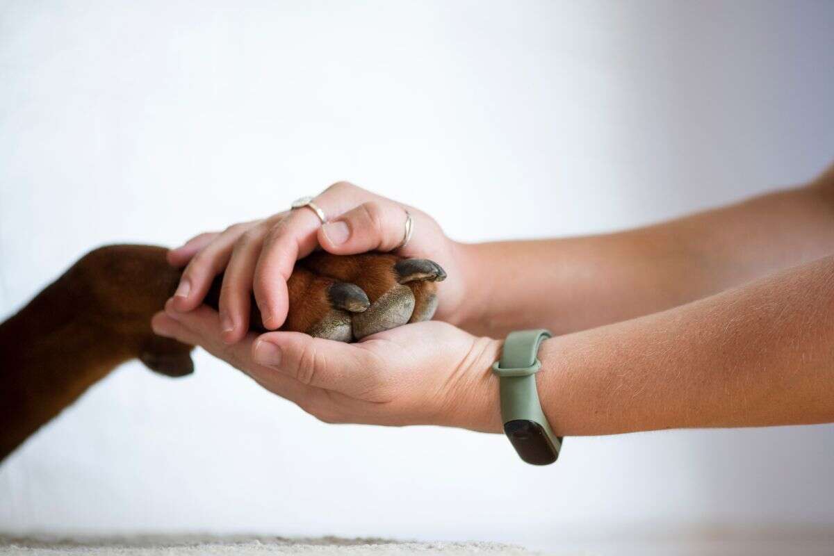 Veterinária é acusada de esquecer pinça dentro de cadela, e pet morre