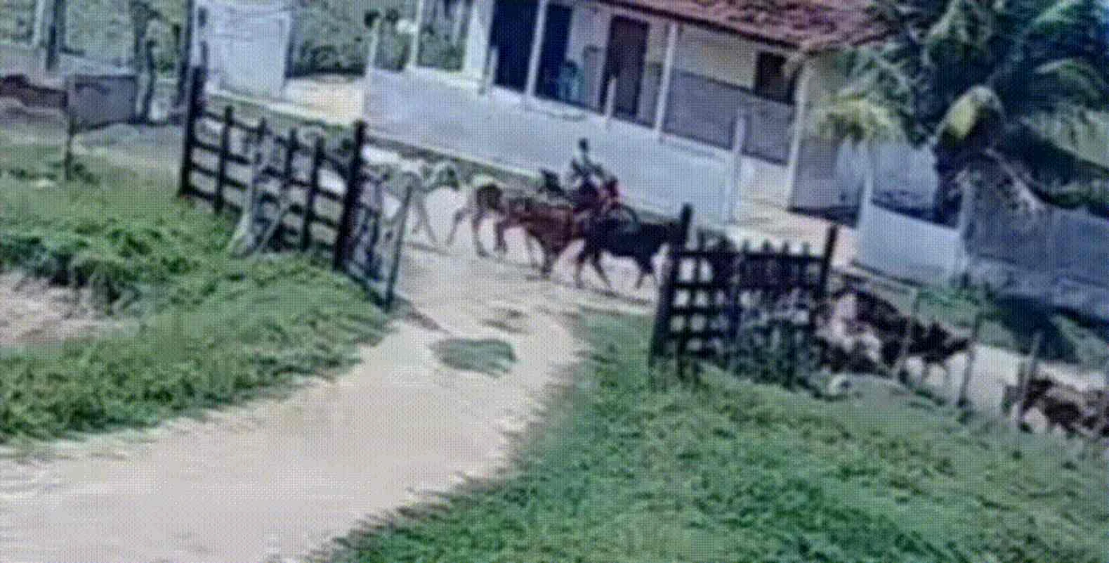 Criança salva primo de 5 anos de manada de bois em Alagoas. Vídeo