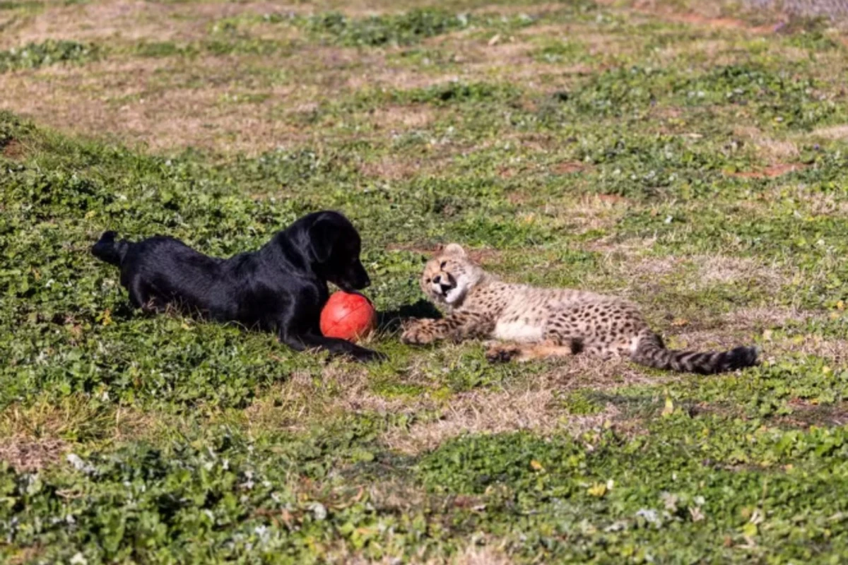 Filhotes de guepardo e cachorro vivem como “irmãos” em zoológico
