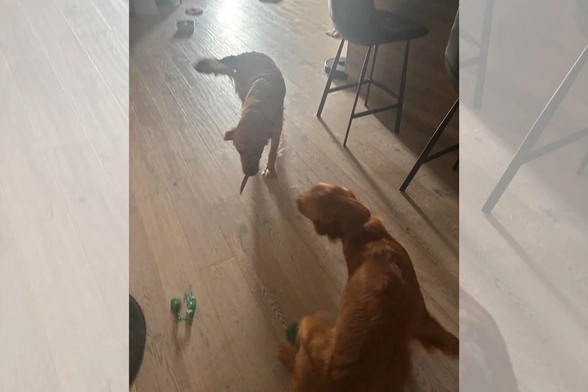 Cachorro recebe passeador com “brinquedo” inusitado e momento viraliza