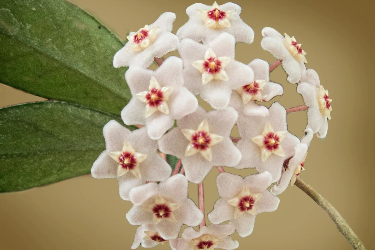 Como cuidar da flor-de-cera, planta tão bonita que parece artificial