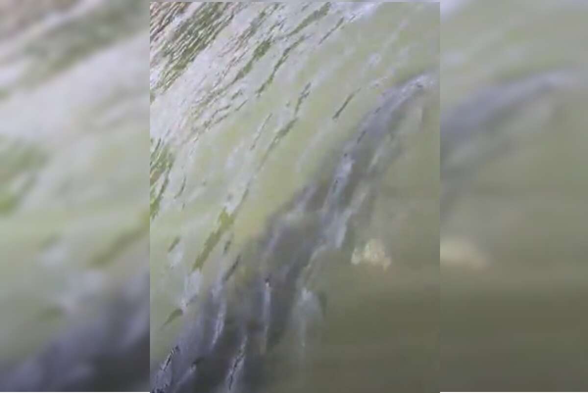 Vídeo: pirarucu de quase 2 metros é visto no Lago Paranoá